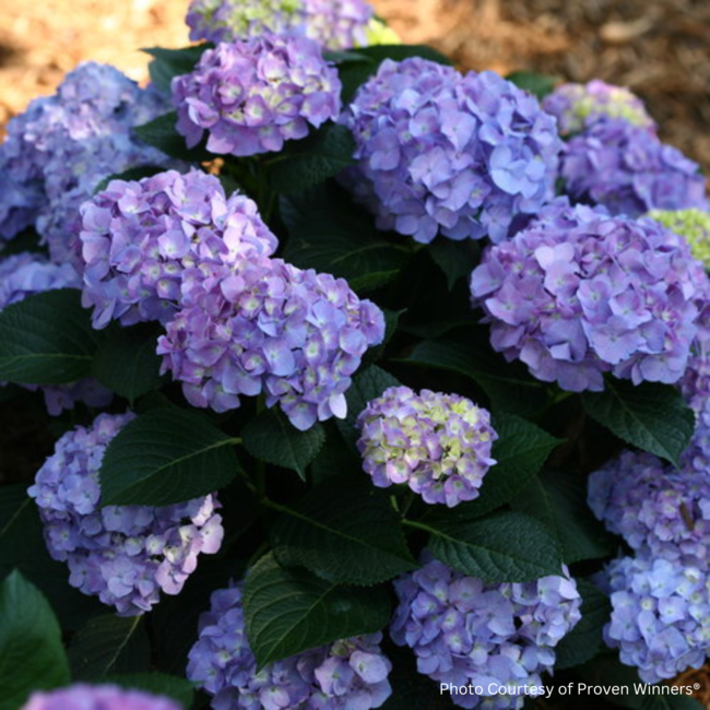 Hydrangea - Let's Dance Blue Jangles PW