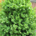 Boxwood - Green Mountain