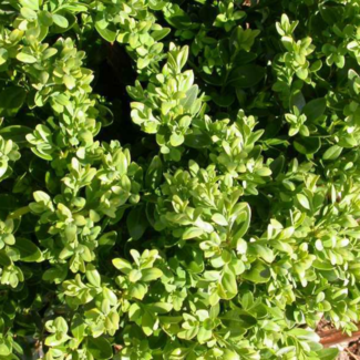 Boxwood - Green Velvet