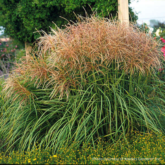 Miscanthus - Huron Sunrise 2 Gal