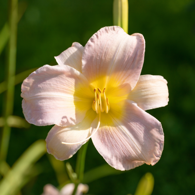 Daylily - Catherine Woodbury 1 Gal