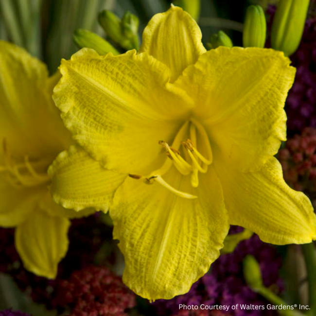 Daylily - Happy Returns 1 Gal