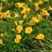 Daylily - Stella de Oro 1 Gal