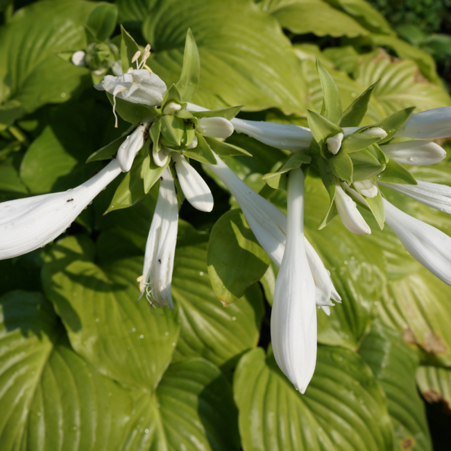 Hosta - Royal Standard 1 Gal