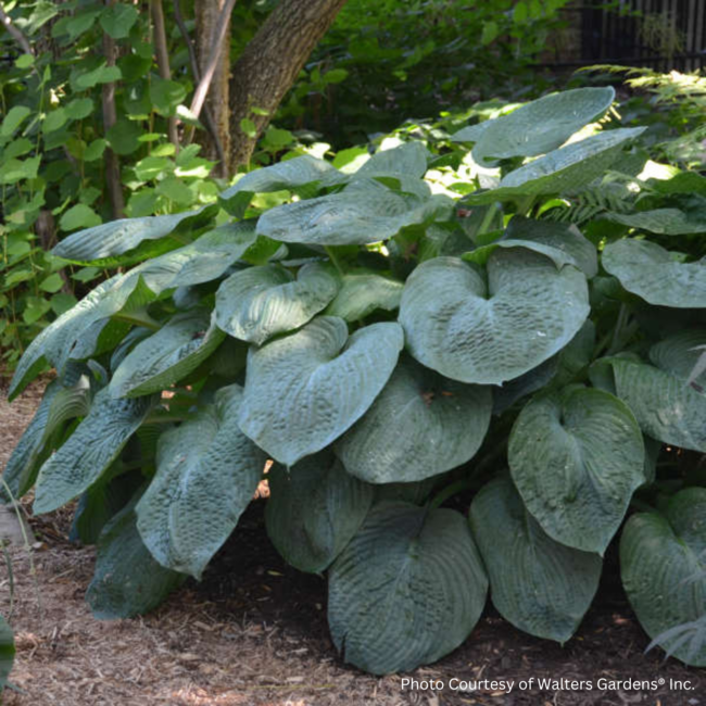 Hosta - Elegans 1 Gal