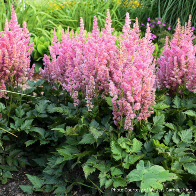 Astilbe - Visions In Pink 1 Gal