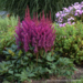 Astilbe - Visions in Red 1 Gal