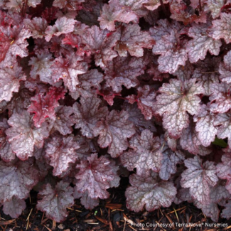 Plum Pudding' Coral Bells 1 Gal