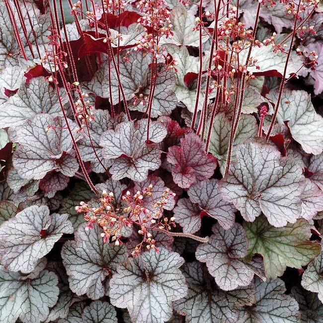 Coral Bells - Silver Scrolls 1 Gal