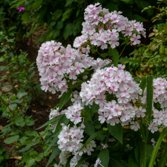 Phlox - Amazing Grace 1 Gal