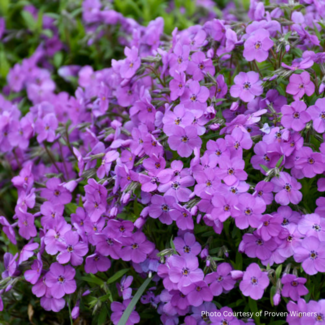 Ground Phlox - Purple Beauty 1 Gal