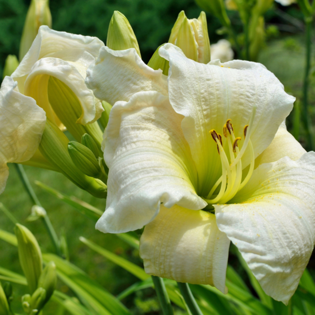 Daylily - Gentle Shepherd 1 Gal