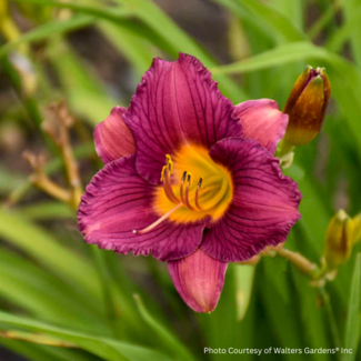 Daylily - Purple de Oro 1 Gal
