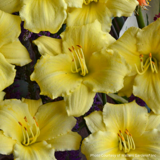 Daylily - Stella Supreme 1 Gal