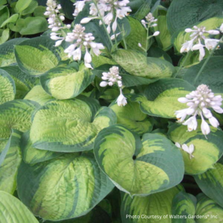 Hosta - Paradigm 1 Gal