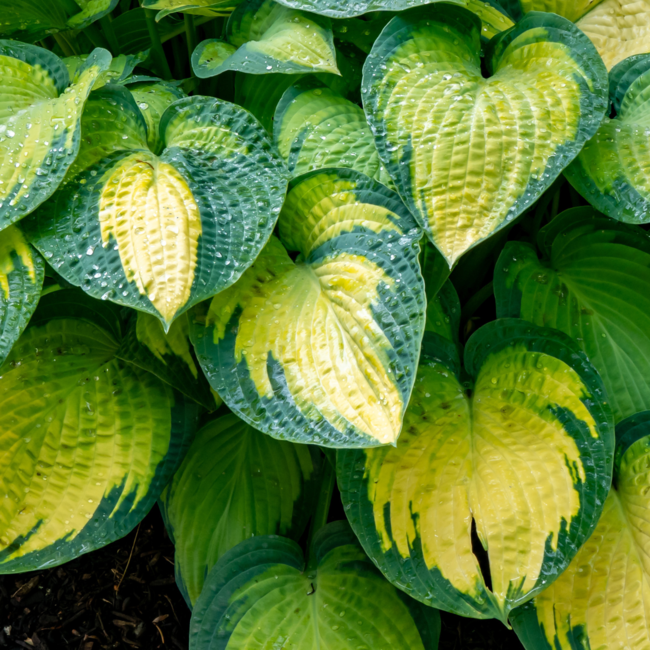 Hosta - Paul's Glory 1 Gal