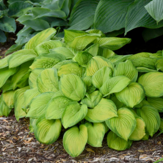 Hosta - Stained Glass 1 Gal