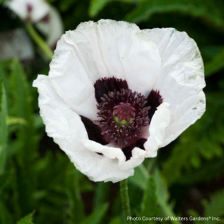 Oriental Poppy - Royal Wedding 1 Gal