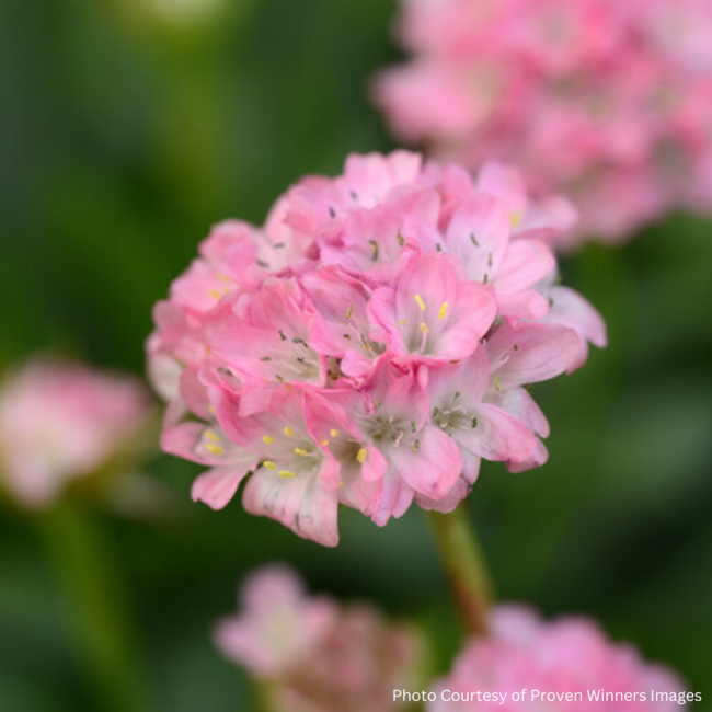 Armeria - Daydreams 1 Gal