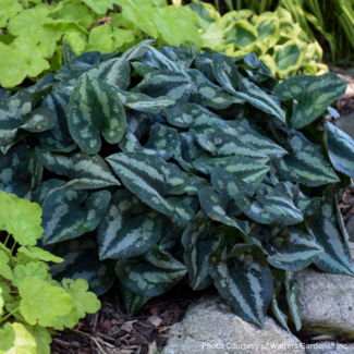 Canadian Wild Ginger 1 Gal