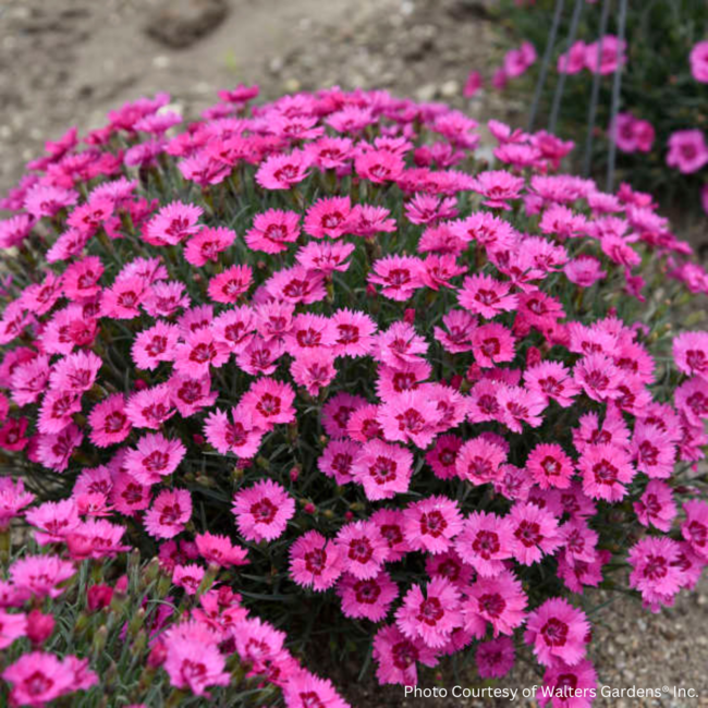 Dianthus - Paint the Town Fancy PW 1 Gal