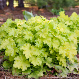 Coral Bells - Lemon Love 1 Gal