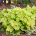 Coral Bells - Lemon Love 1 Gal