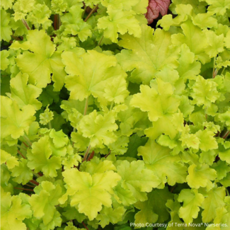 Coral Bells - Lime Marmalade 1 Gal