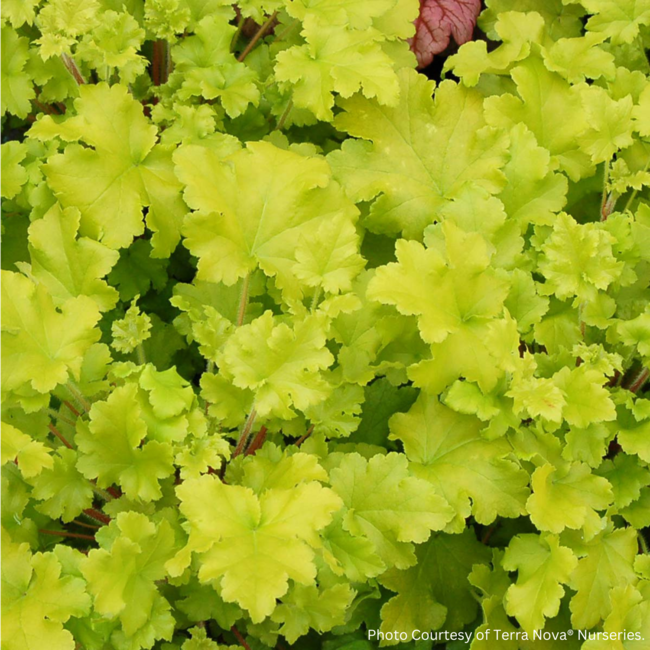 Coral Bells - Lime Marmalade 1 Gal