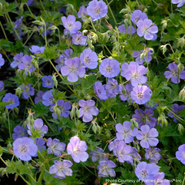 Geranium - Rozanne 1 Gal