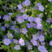 Geranium - Rozanne 1 Gal