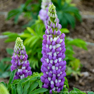 Lupin - Gallery Blue 1 Gal