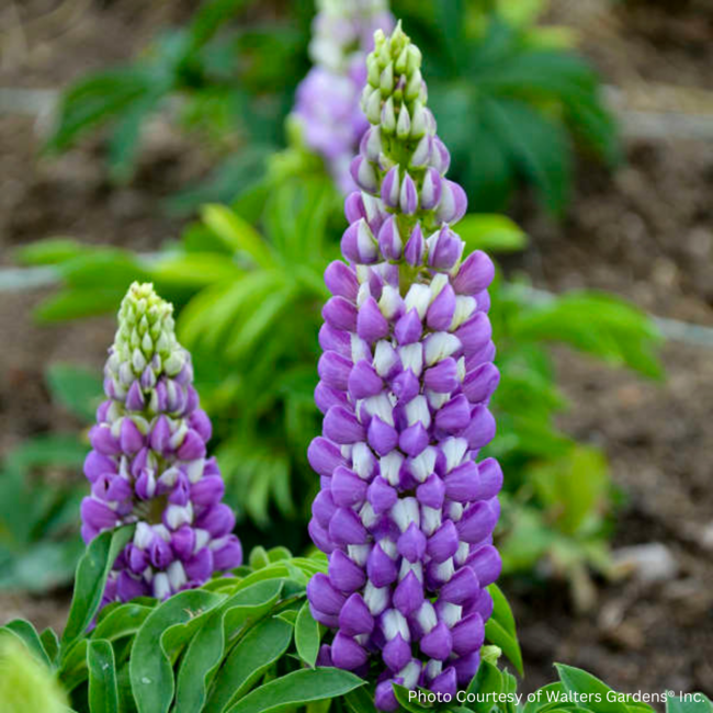 Lupin - Gallery Blue 1 Gal