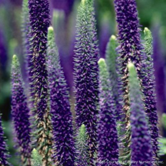 Veronica - Royal Candles 1 Gal