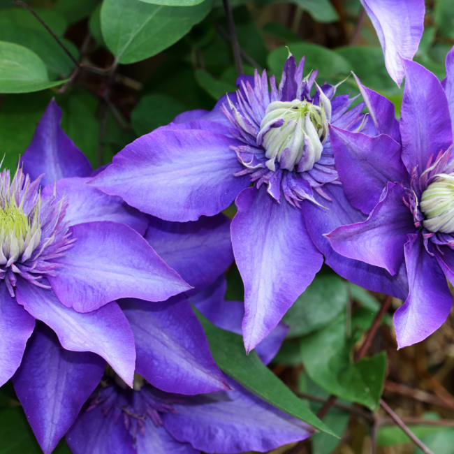 Clematis - Multi Blue 1 Gal
