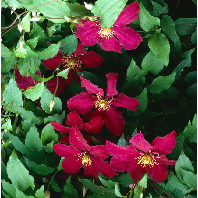 Clematis - Niobe 1 Gal