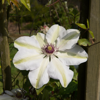 Clematis - Miss Bateman 1 Gal