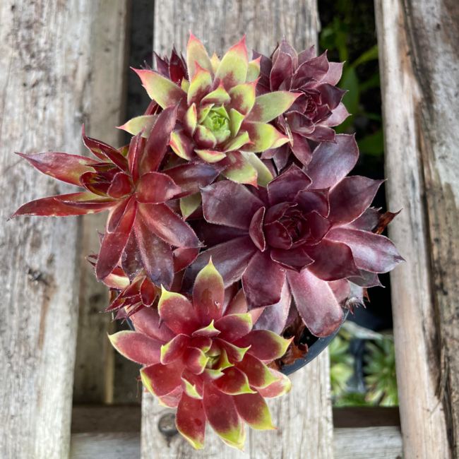 Hens & Chicks - Candied Campfire 3.5"