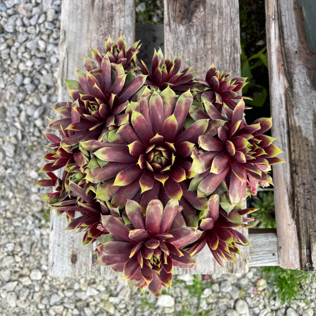 Hens & Chicks - Gold Rush 1 Qt