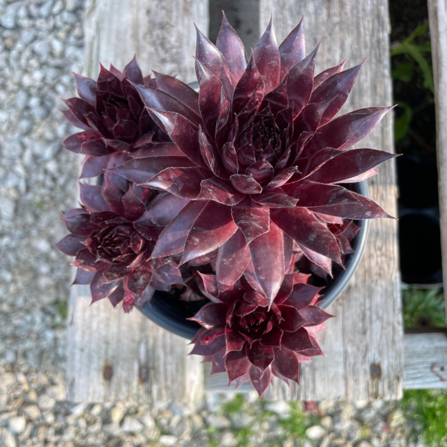 Hens & Chicks - Autumn Apple 1 Qt