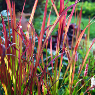 Imperata Japanese Blood Grass 1 Gal