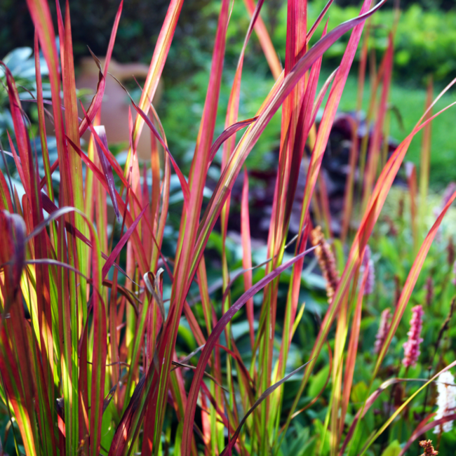 Imperata Japanese Blood Grass 1 Gal