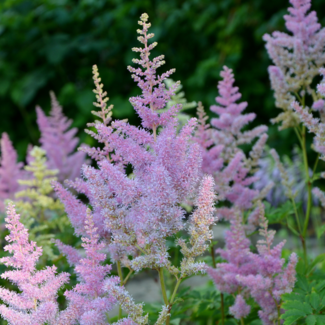 Astilbe - Amethyst 1 Gal