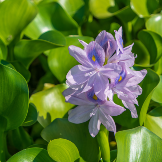 Water Hyacinth