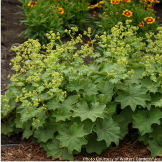 Alchemilla Mollis - Lady's Mantle 1 Gal
