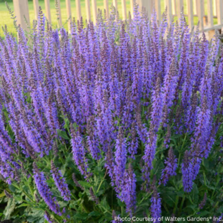 Salvia - May Night 1 Gal