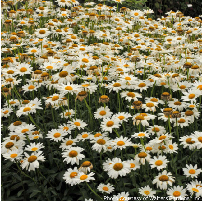Leucanthemum Shasta Daisy - Becky 1 Gal