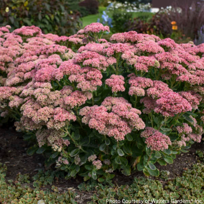 Sedum - Autumn Joy 1 Gal