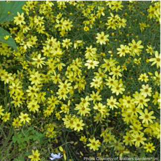 Coreopsis - Moonbeam 1 Gal