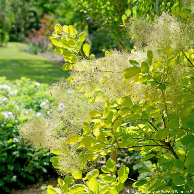 Smokebush - Winecraft Gold 2 Gal